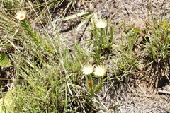 Helichrysum herbaceum