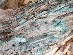 Chlorociboria