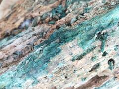 Chlorociboria