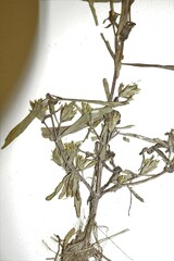 Bidens hyperborea