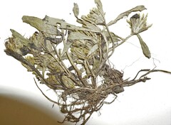 Bidens hyperborea