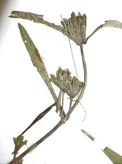 Bidens hyperborea