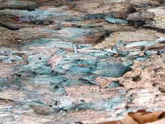 Chlorociboria