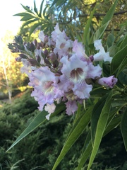 × chitalpa tashkentensis