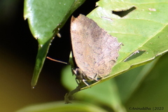 Surendra quercetorum