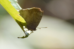 Surendra quercetorum