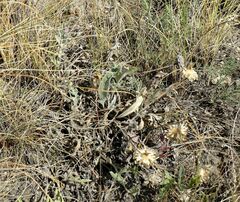 Psephellus turgaicus