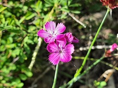 Dianthus capitatus