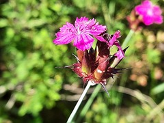 Dianthus capitatus