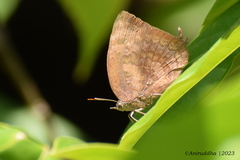 Arhopala