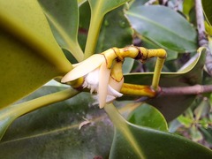 Rhizophora samoensis