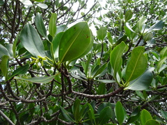 Rhizophora samoensis