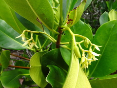 Rhizophora samoensis