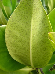 Rhizophora samoensis