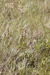 Satyrium longicauda longicauda