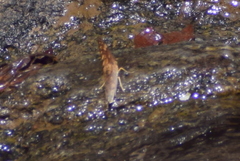 Vagrans sinha