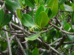 Rhizophora samoensis