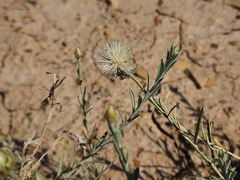 Psephellus czirkejensis