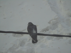 Columba livia domestica