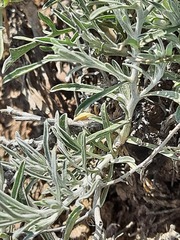 Psephellus czirkejensis