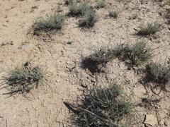 Psephellus czirkejensis