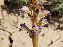 Orobanche cernua