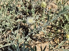 Psephellus czirkejensis