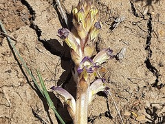 Orobanche cernua
