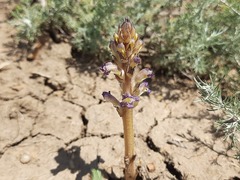 Orobanche cernua
