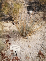 Asclepias subulata