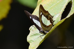 Polyura bharata