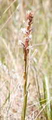 Satyrium longicauda longicauda