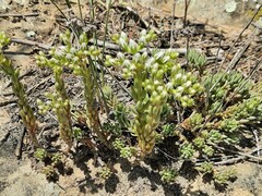 Petrosedum subulatum