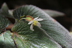 Begonia lambii
