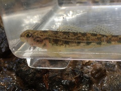 Etheostoma zonistium