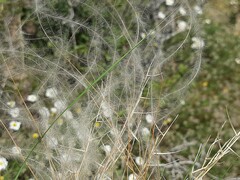 Stipa pennata
