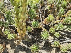 Petrosedum subulatum