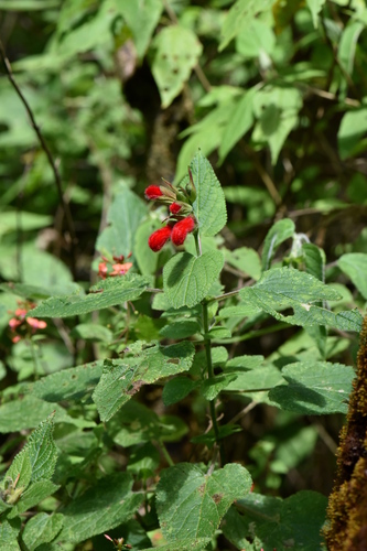 Cardinal Sage | Native Nature