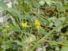 Solanum pimpinellifolium