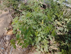 Solanum pimpinellifolium