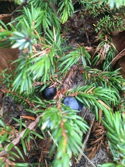 Juniperus communis depressa