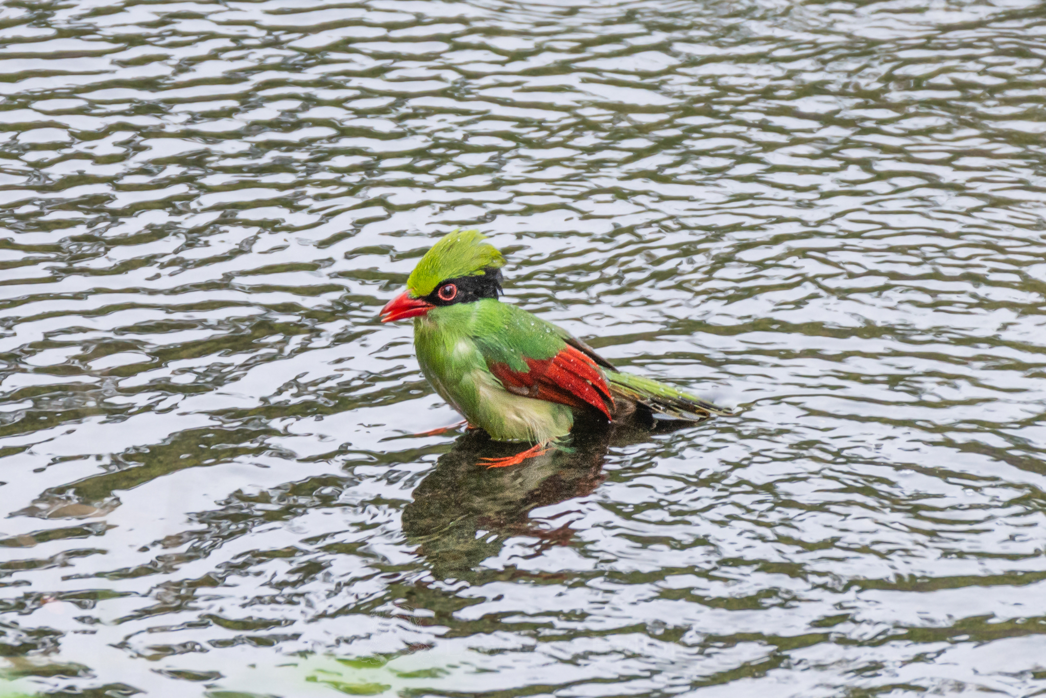Indochinese Green Magpie
