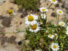 Anthemis ruthenica