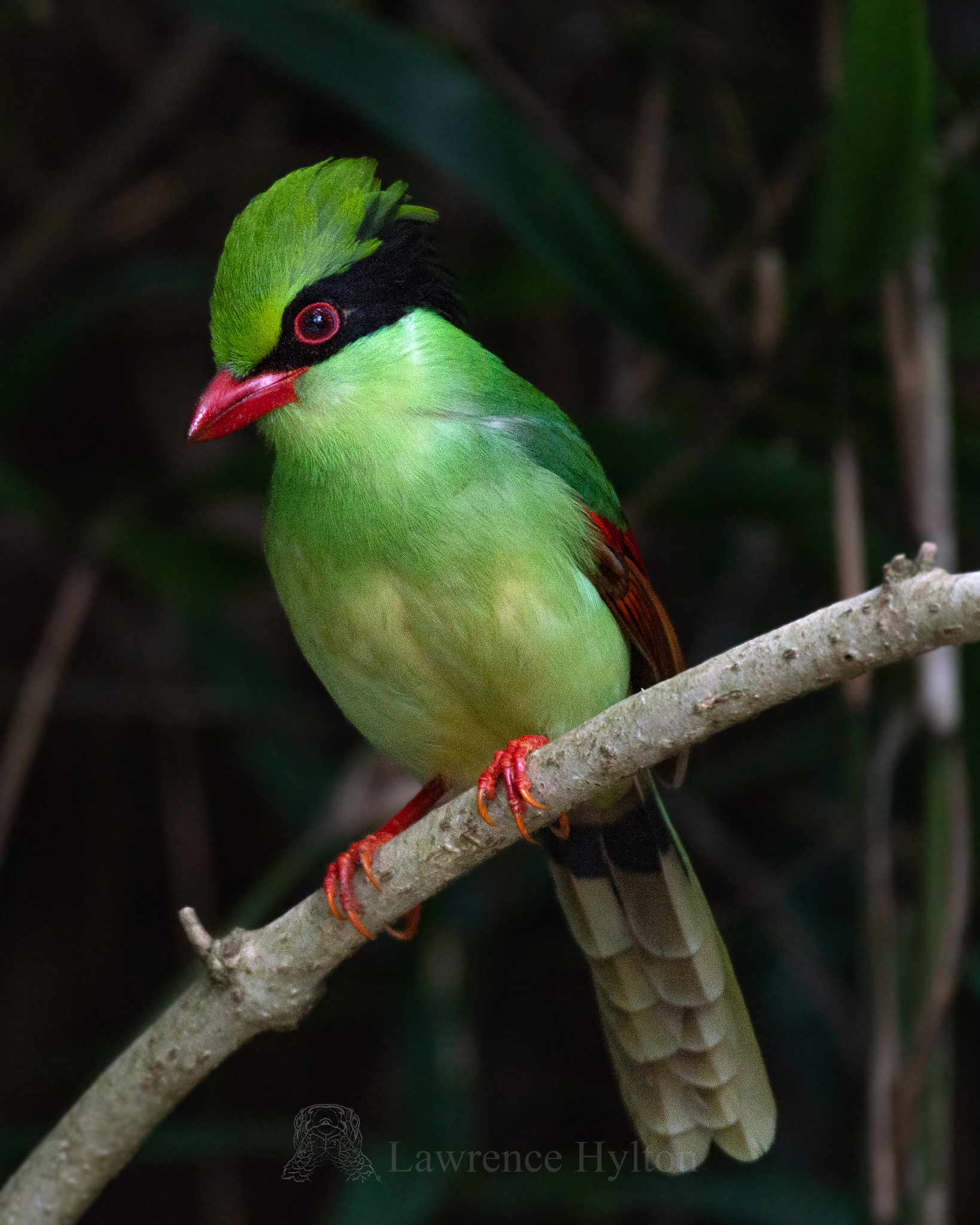 Indochinese Green Magpie