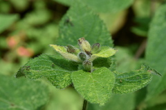 Salvia fulgens