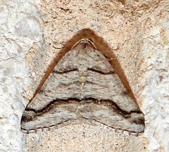 Digrammia pallorata