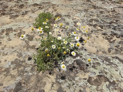Anthemis ruthenica