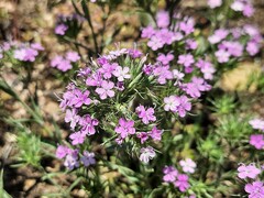 Dianthus pseudarmeria