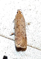 Anacampsis