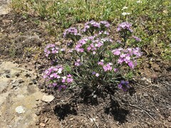 Dianthus pseudarmeria